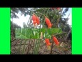 VIDEO DIONY 3