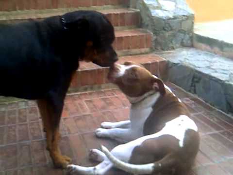 rottweilers and pitbulls rottweiler and pitbull and loving each other rottweilers and pitbulls rottweiler and pitbull and loving each other