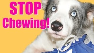 How to Teach Your Puppy or Dog to Stop Chewing!