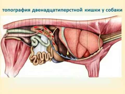 Как в домашних условиях избавиться от папиллом на шее