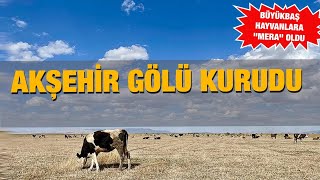Akşehir Gölü Kurudu Büyükbaş Hayvanlara Mera Oldu