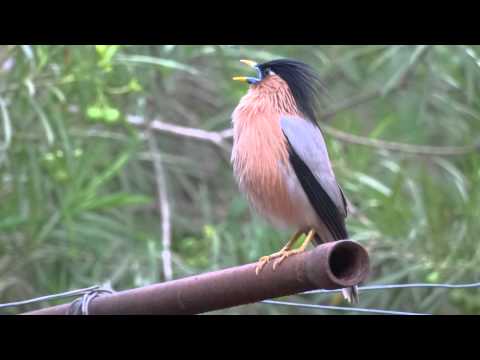 VIDEO : brahminy starling calls & shows frustration to its partner who came late. - starling bird calling its partner.see how it shows its frustration to the late comer.so sweet. ...