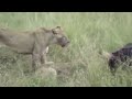 Lions eat Buffalo alive