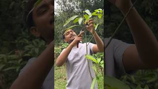 Mango Tree Pruning In India