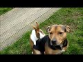 Lucu Anjing Pacaran Dengan Kelinci Di Taman images Lucu Anjing Pacaran Dengan Kelinci Di Taman