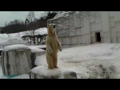 Polar Bear　20100222　ピリカの声と音を気にするララ