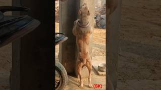 Apbt Muscularityoscar Puttskdog Kennel