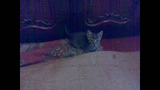 Котёнок Играется На Коврах. Kitten Is Playing On The Carpets.el Gatito Está Jugando En Las Alfombras