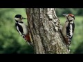 view The Woodpecker Song