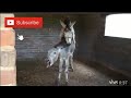 Donkey mating at village First Time