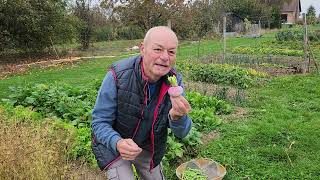 10 Octobre Je Vous Dis Tout Sur Les Navets Au Jardin