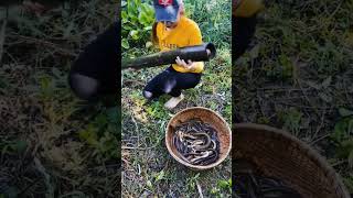 Jebakan Belut Tradisional