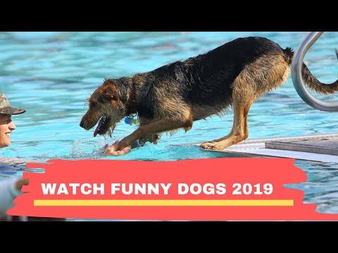 WATCH FUNNY DOGS 2019 FUNNY DOSG COMPILATION