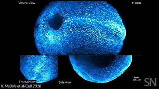 Watch rudimentary organs develop in a living mouse embryo | Science News