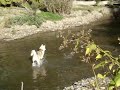Video рыбалка с помощью обученной собаки-лайки "Мая"