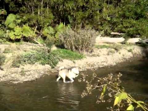 рыбалка с помощью обученной собаки-лайки "Мая"