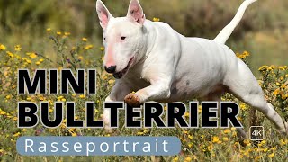 Miniature Bull Terrier Listenhund Als Familienhund Halten?