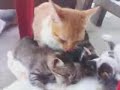 image Kucing Gede Masih Minum Susu D