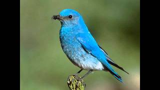 Watch Neil Young Beautiful Bluebird video