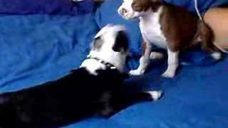 My Boston Terriers Hog & Lulu Playing