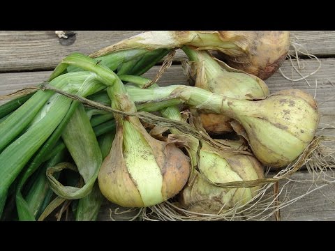 Дешевые грядки своими руками фото 467