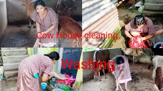 Cow House Cleaning And Washing Karlam