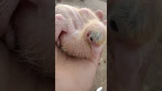 My New Pigeon Chicks Dhayanithi Youtube Channel