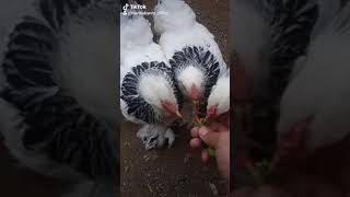 Kümesim Bende Buna Tutuluyorum Buyur