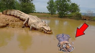 Live You Wouldn 39 T Believe This If It Wasn 39 T Recorded Crazy Moments Of Wild Animals 2018 Live You Wouldn 39 T Believe This If It Wasn 39 T Recorded Crazy Moments Of Wild Animals 2018