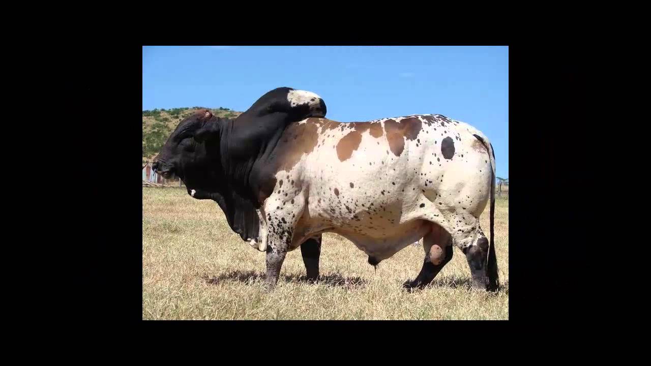 Dominant bull monster big black compilation