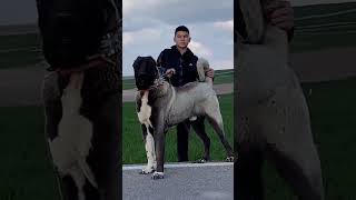 Lekesiz Simsiyah Bir Kafa Maşallah