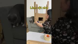 Làm Nhà Cho Mèo - Thảo Mèo