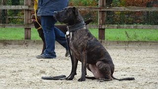 Chelsea - Staffie X - 3 Week Residential Dog Training At Adolescent Dogs