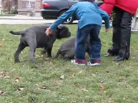 Massive Mastiff Dogs on Mastiff   S Super Puppies   Mastiffs  Dogs  Dog Breeding  Dog Training