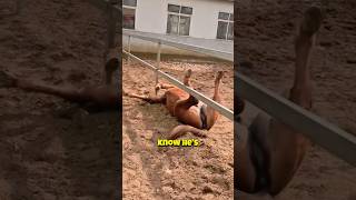Amazing Facts About Horses