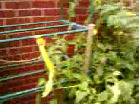 DIY Earthbox Update, Blossom End Rot
