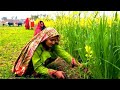 Natural Punjab Village Rural life in Pakistan HD1080p