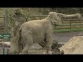 Circus owner convicted of abusing Anne the elephant