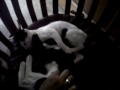 Kucing Lucu Belang Bogel images Kucing Lucu Belang Bogel