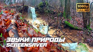 Живая Природа - Ручей | Звуки Природы | Звуки Ручья | Шум Воды | Снятие Стресса | Заставка Для Тв