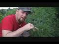 Weed Gone Wild!