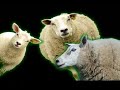 Baa We're Lambs