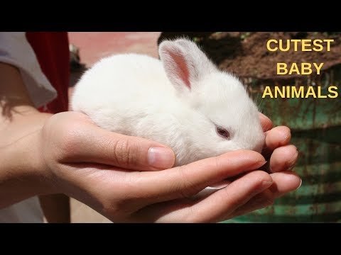 2019 Cutest Baby Animals Ever Video Compilation Funny Cute Baby Animals #4