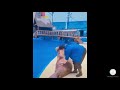 2019 Cutest Baby Animals Ever Video Compilation Funny Cute Baby Animals #4