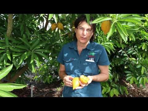Where To Buy Pura Body Naturals Sapote Hair Lotion Review Where To Buy Pura Body Naturals Sapote Hair Lotion Review