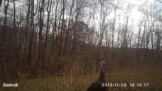Couple Turks Out Wandering