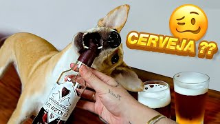Minhas Cachorras Tomaram Cerveja