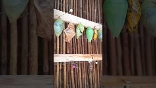 Erfly Metamorphosis - The Process Of A Caterpillar Turning Into A Erfly