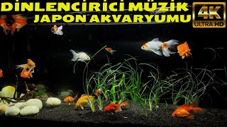 Akvaryum Ve Dinlendirici Müzik 2-3 Saat Huzur Verici Arka Plan Müzikleri Ile Rahatlama