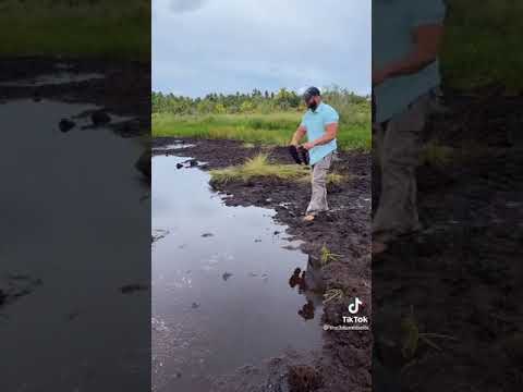 những clip hài hước